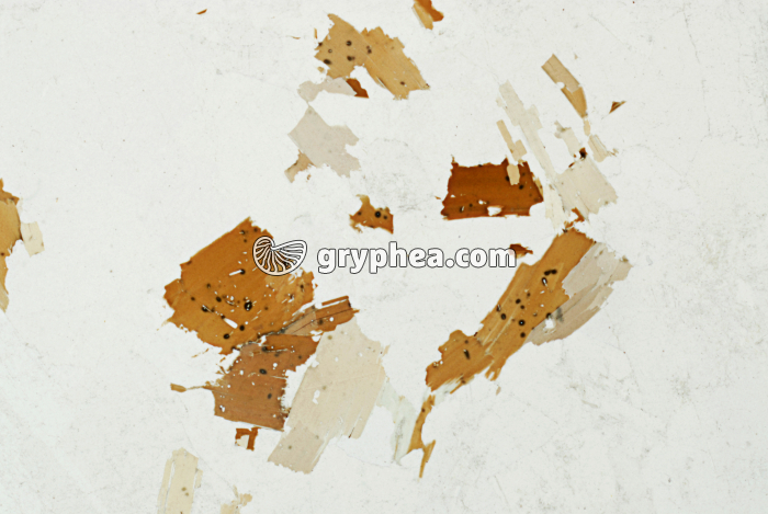 Granite LPNA x5 - gryphea.org